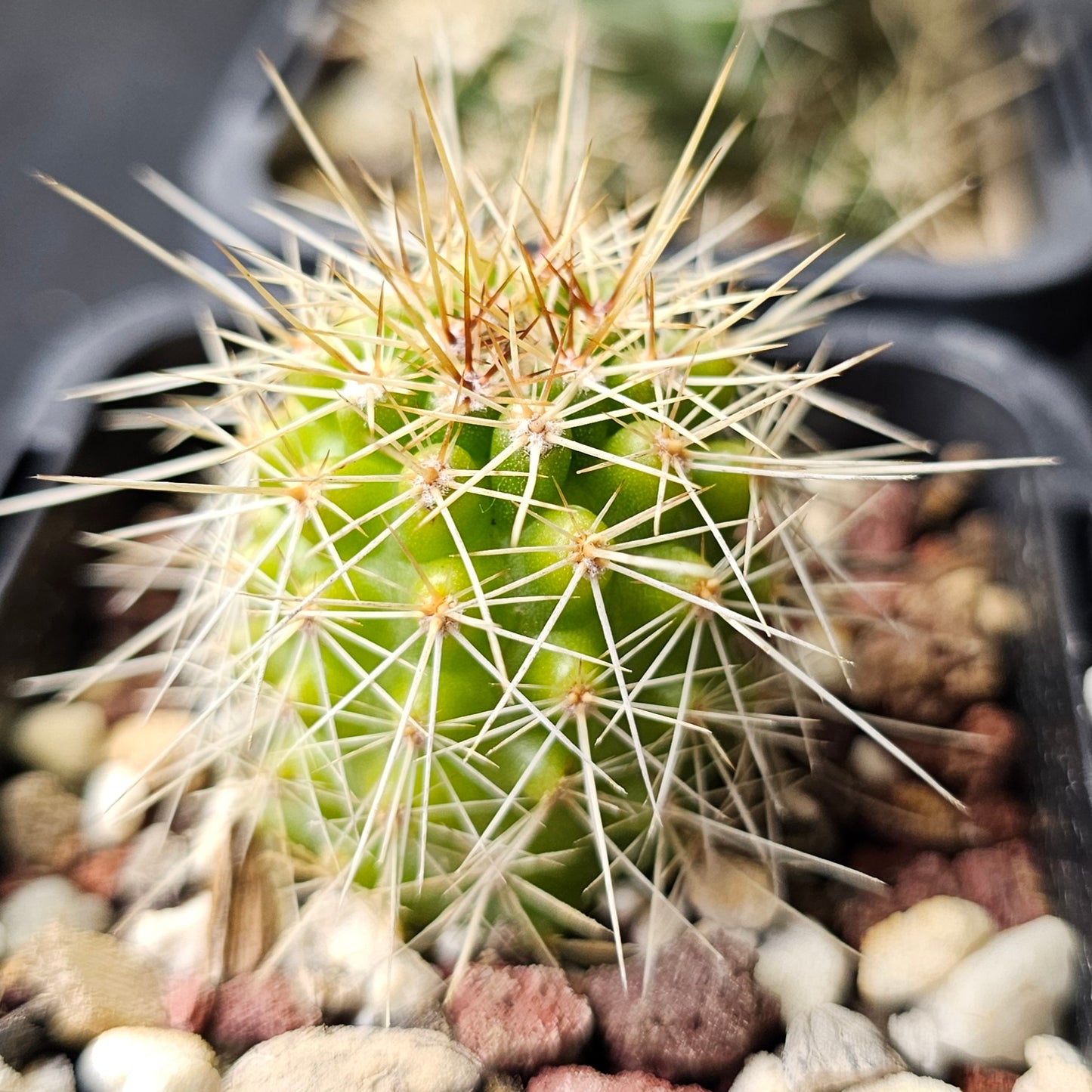 Cactus bundle – 4 plants (mixed genus)