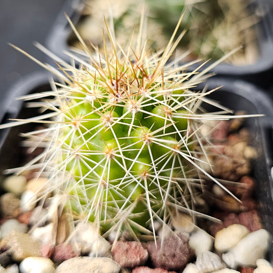 Cactus bundle – 4 plants (mixed genus)