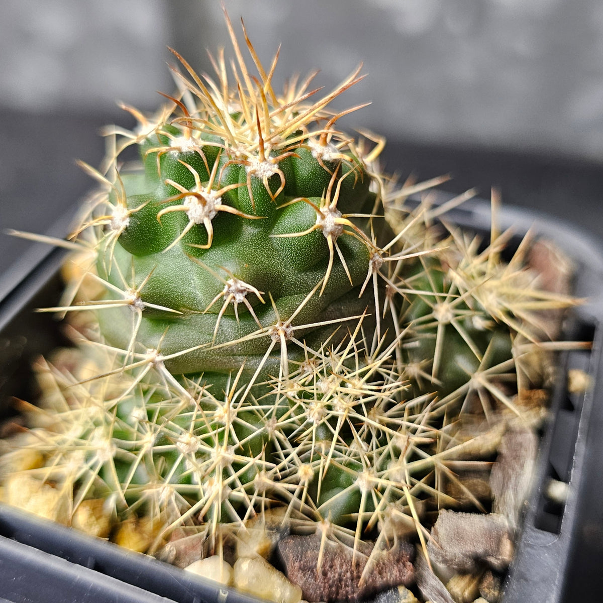 Cactus Bundle Cactus bundle – 4 plants (mixed genus) – Spine City