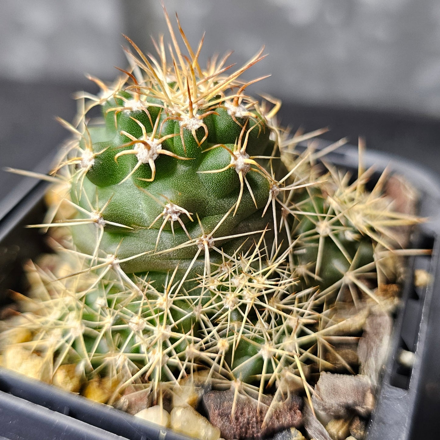 Cactus bundle – 4 plants (mixed genus)