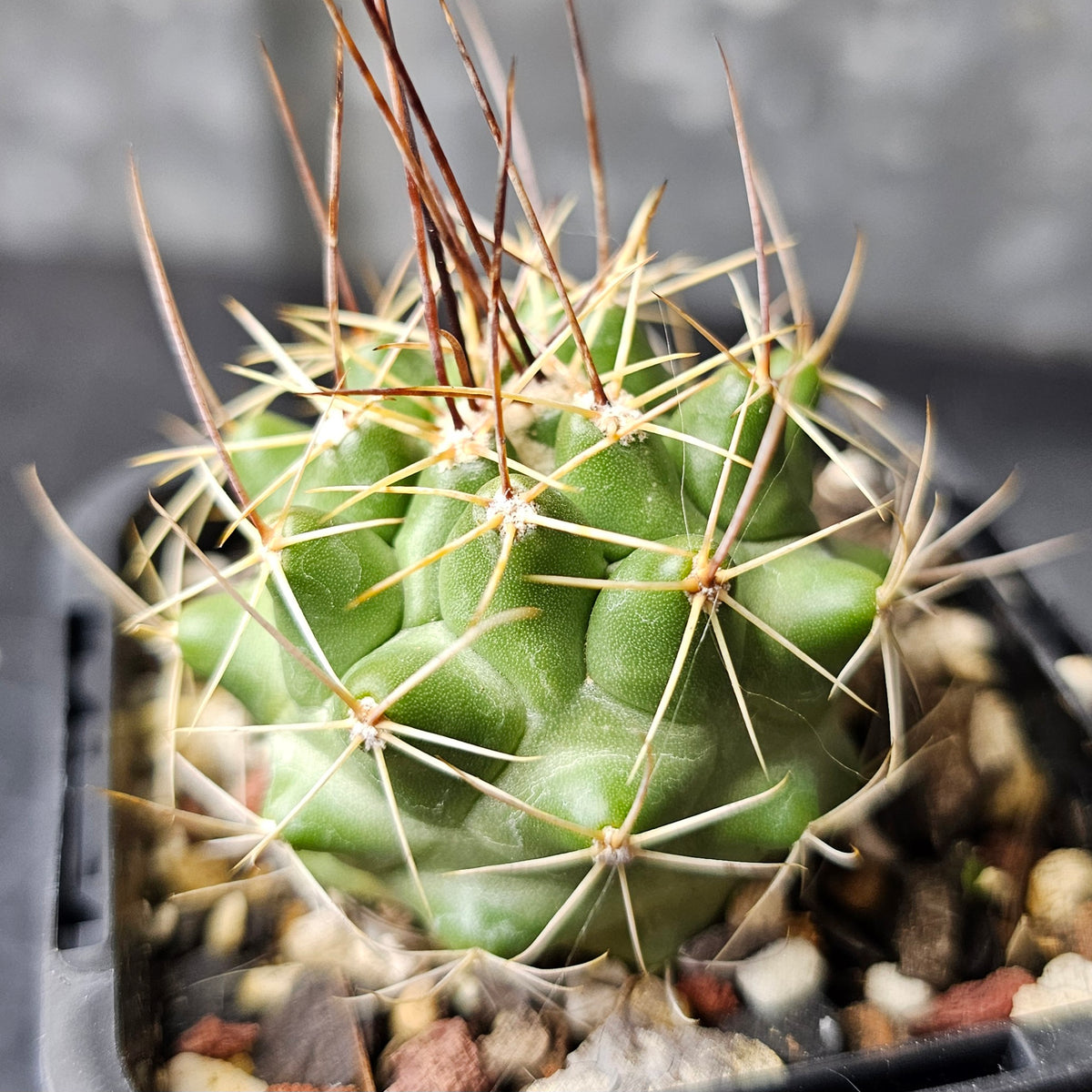 Cactus Bundle Cactus bundle – 4 plants (mixed genus) – Spine City