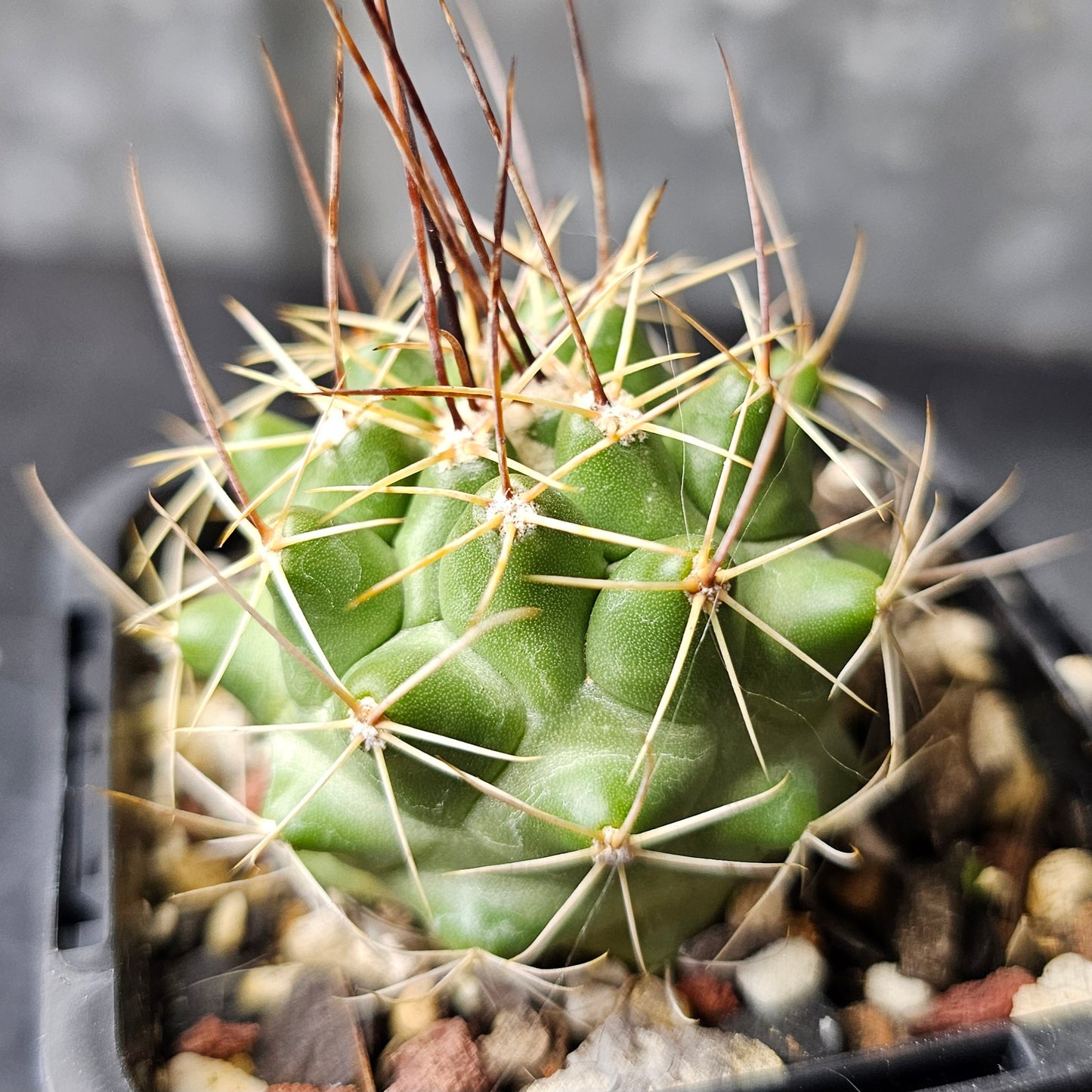 Cactus bundle – 4 plants (mixed genus)