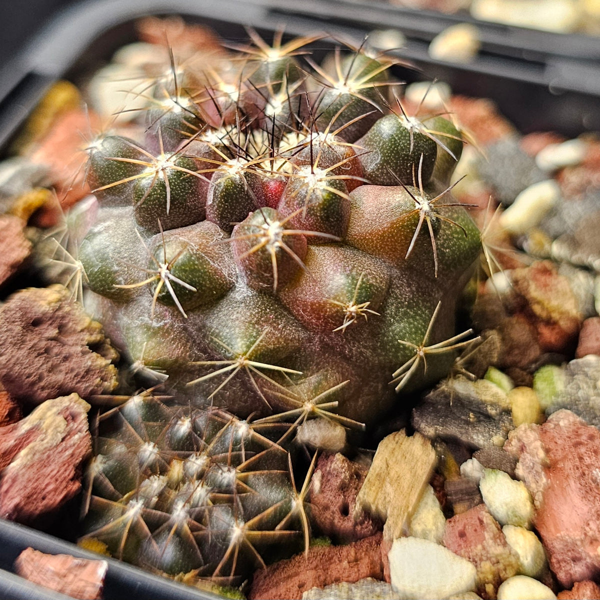 Cactus Bundle Cactus bundle - 4 plants (The Form Pack) – Spine City