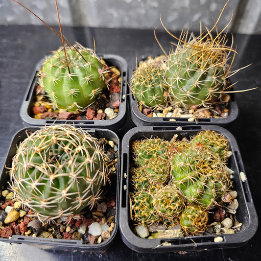 Cactus bundle - 4 plants (Lobivia Pack – Collector’s Choice)