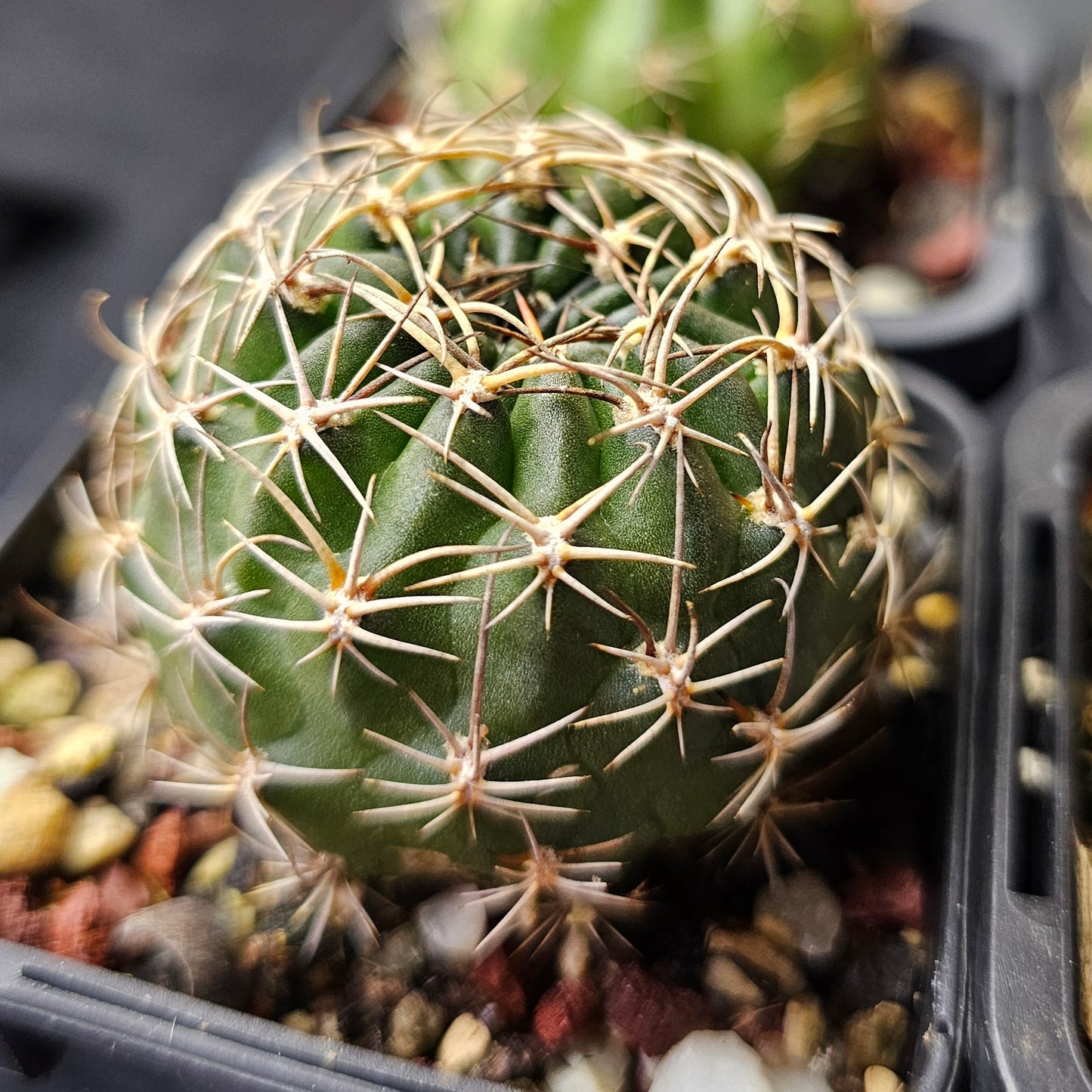 Cactus bundle - 4 plants (Lobivia Pack – Collector’s Choice)