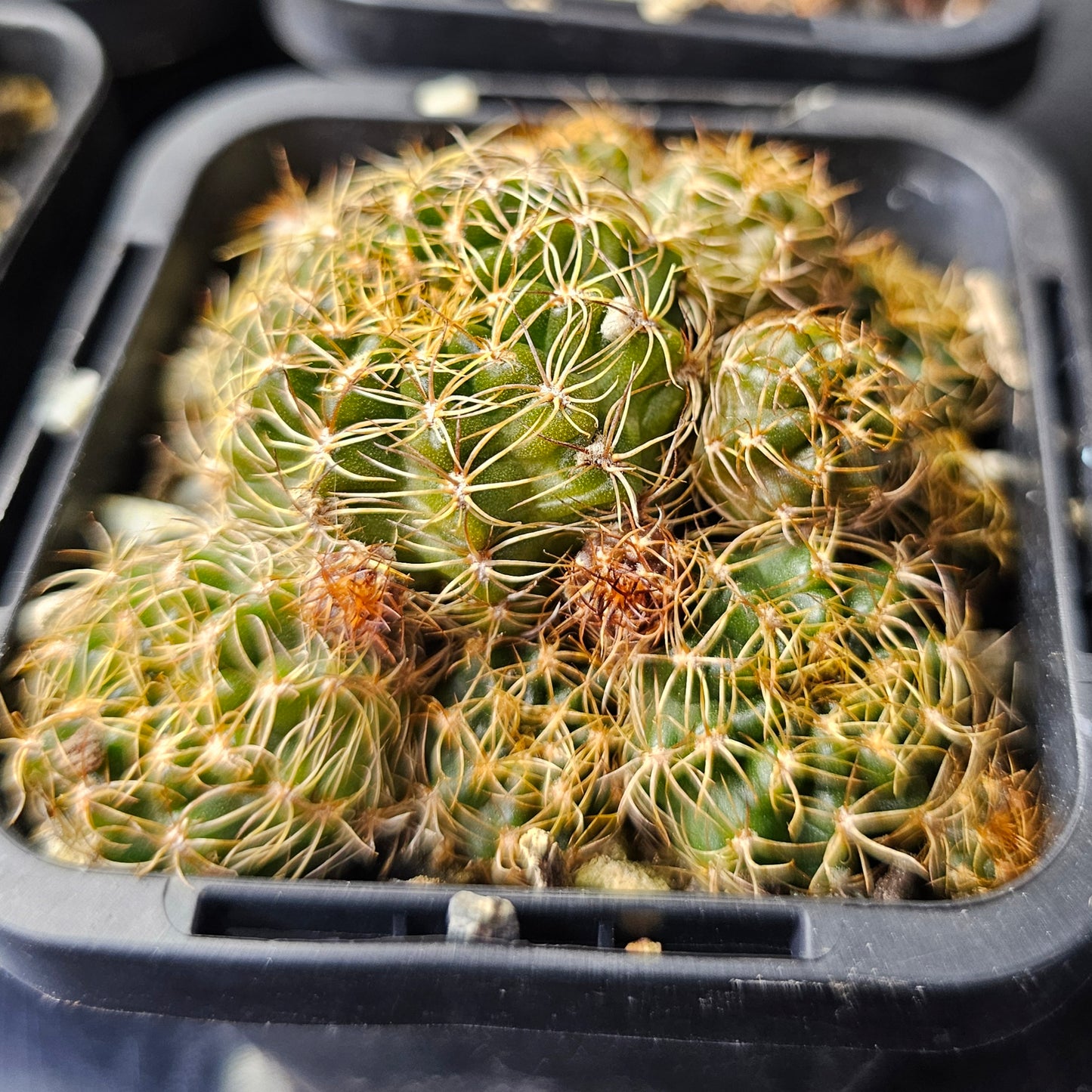 Cactus bundle - 4 plants (Lobivia Pack – Collector’s Choice)