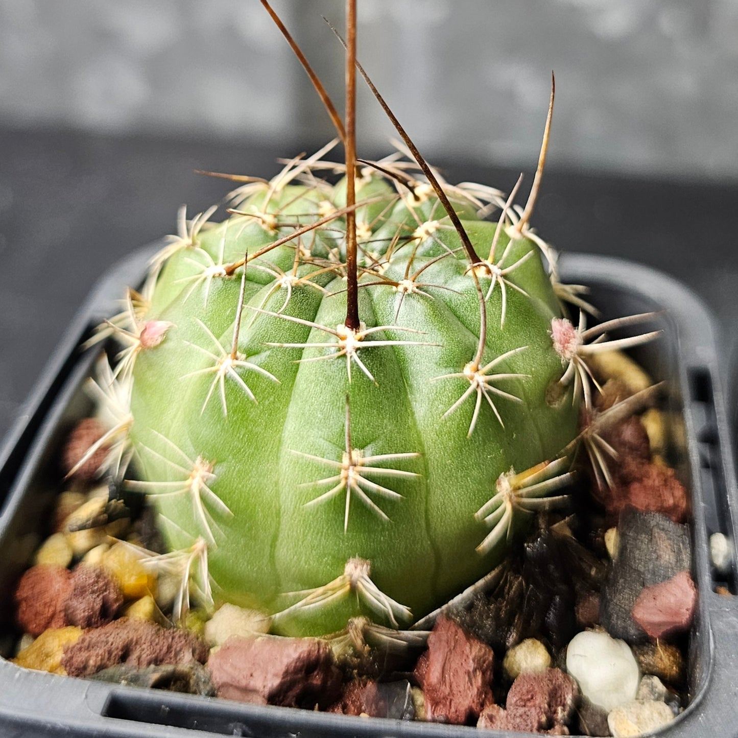 Cactus bundle - 4 plants (Lobivia Pack – Collector’s Choice)