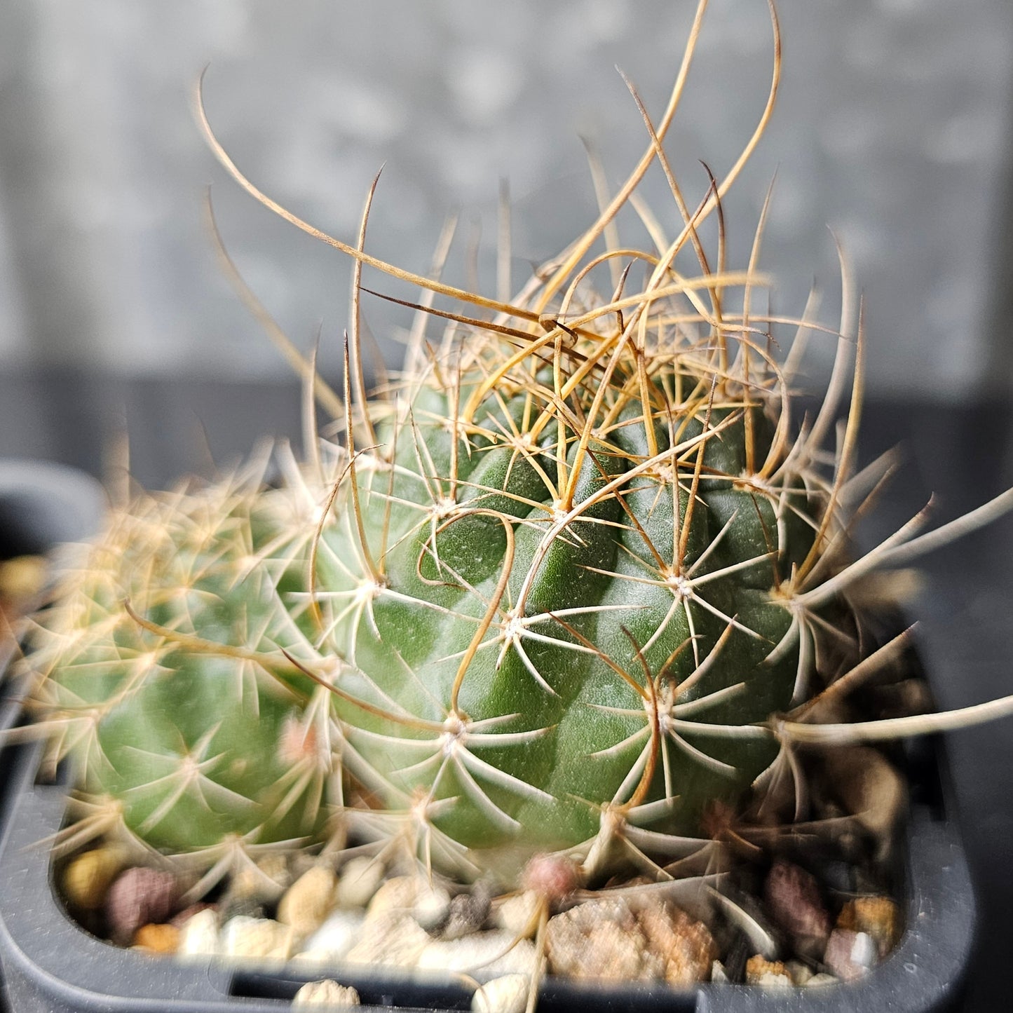 Cactus bundle - 4 plants (Lobivia Pack – Collector’s Choice)