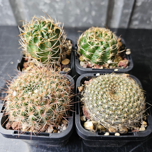 Cactus bundle - 4 plants (Easy Care Pack)