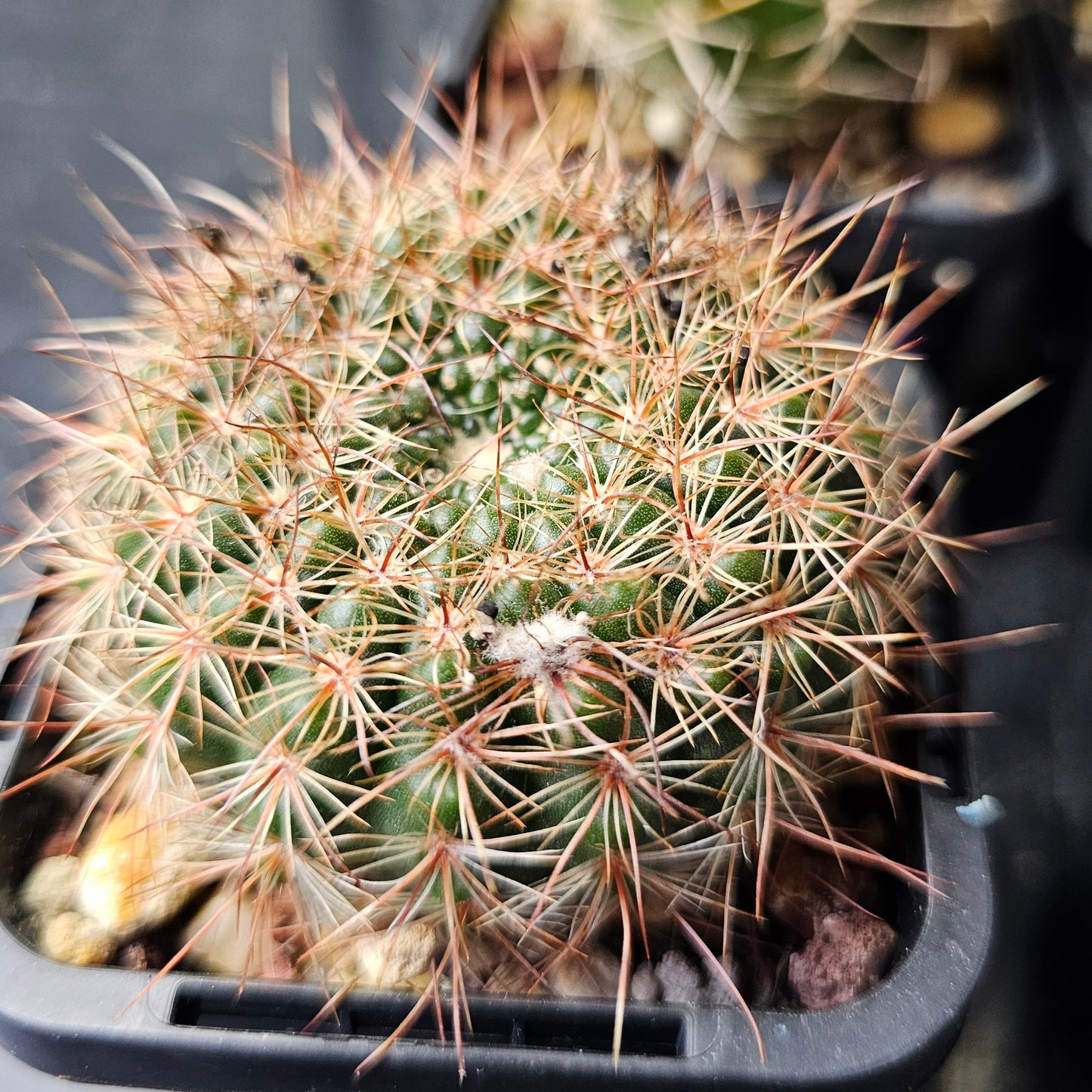 Cactus bundle - 4 plants (Easy Care Pack)
