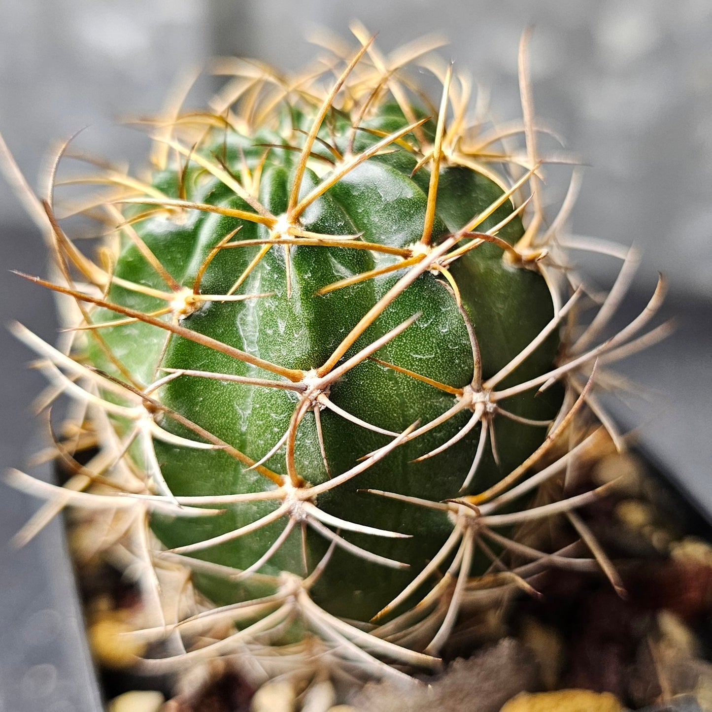 Cactus bundle - 4 plants (Easy Care Pack)