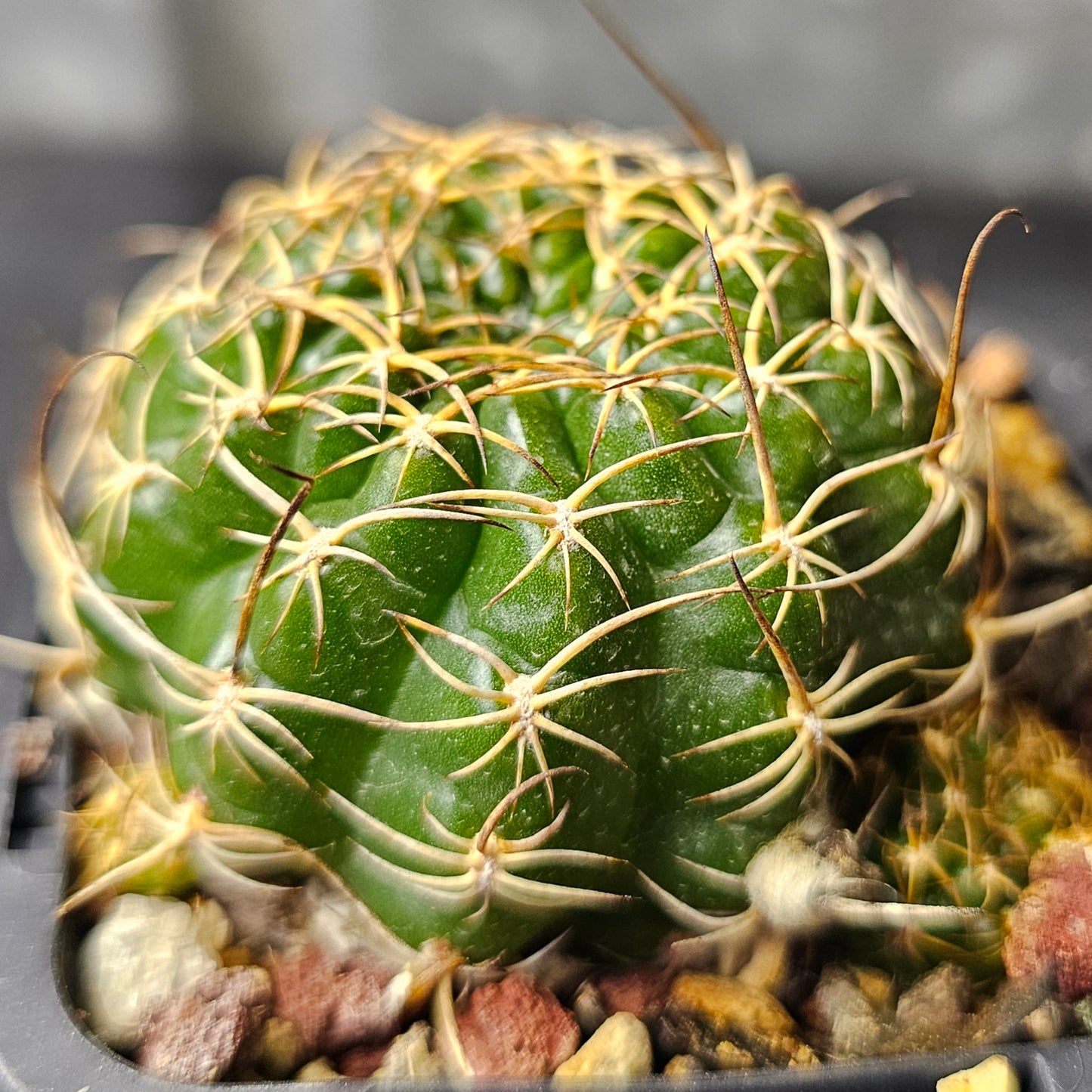 Cactus bundle - 4 plants (Easy Care Pack)