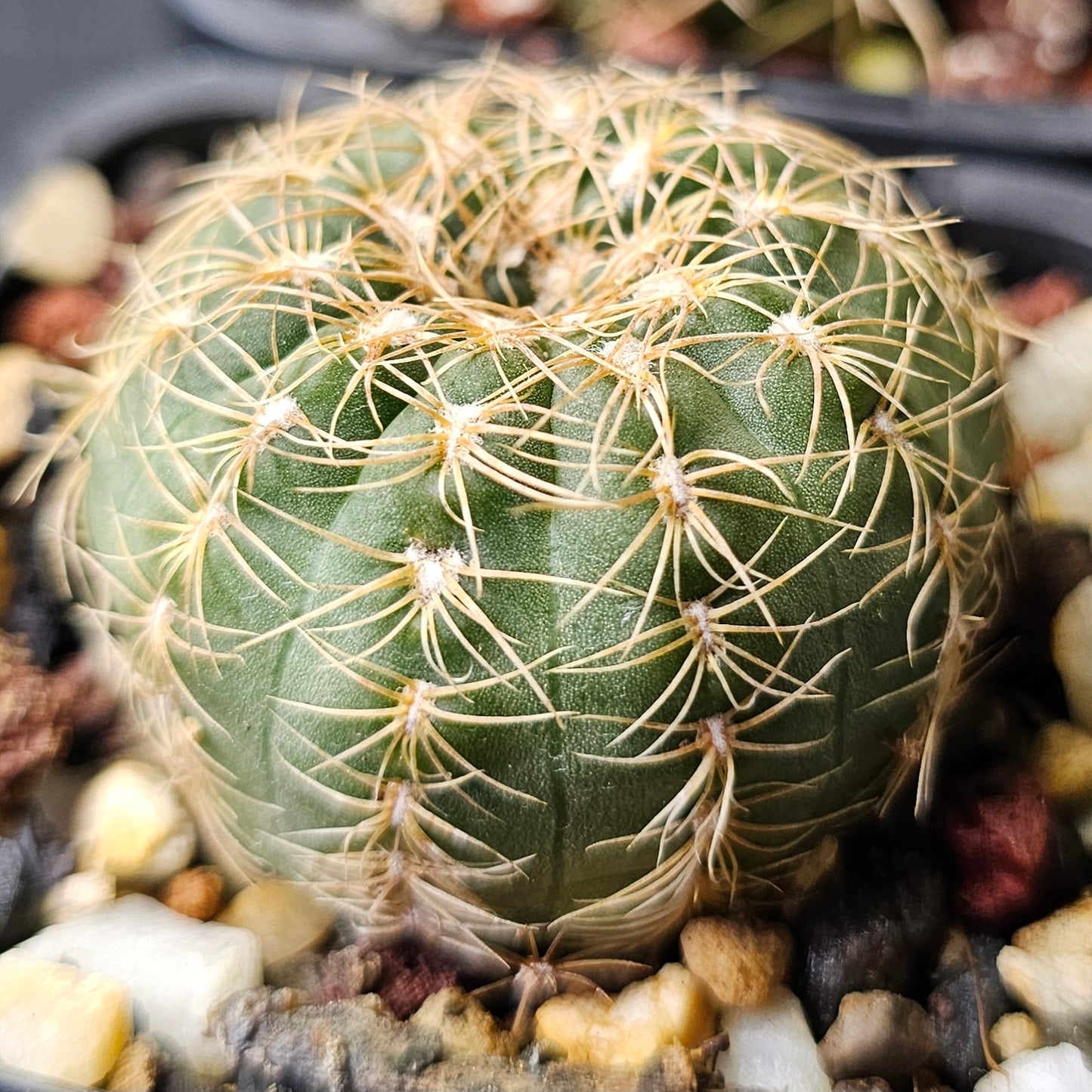 Cactus bundle - 4 plants (Gymnocalycium Rare)