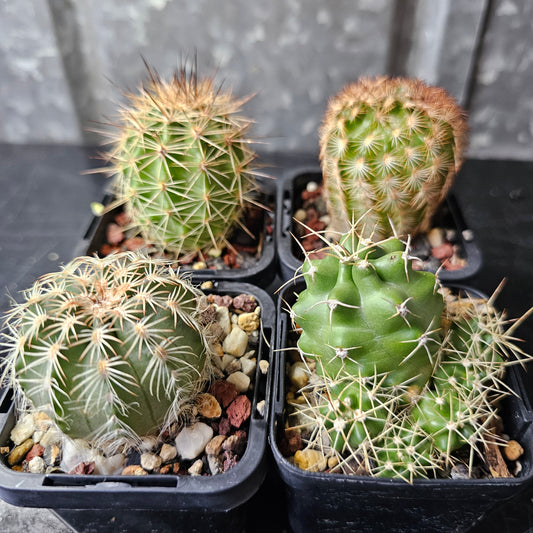 Cactus bundle - 4 plants (Echinocereus)
