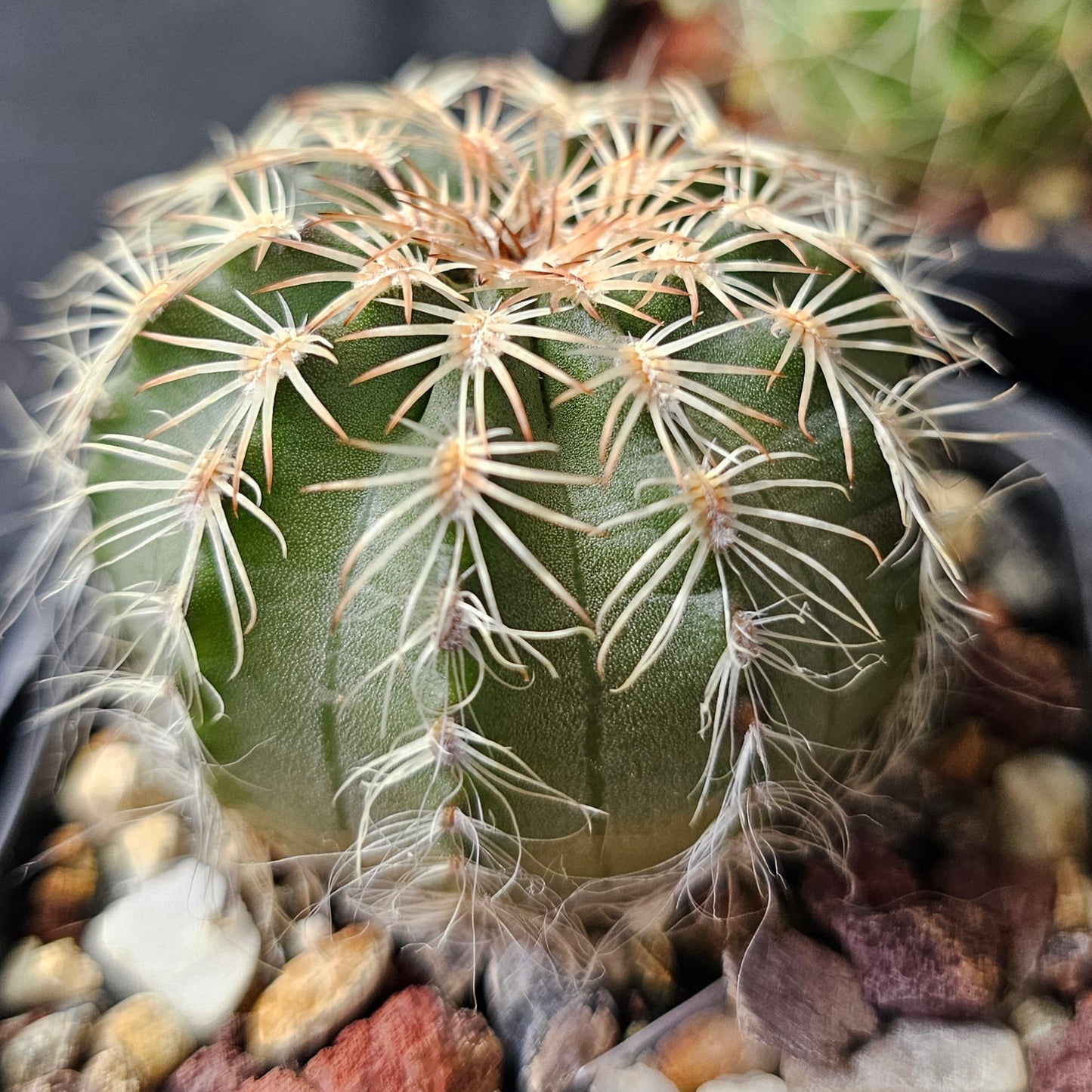Cactus bundle - 4 plants (Echinocereus)