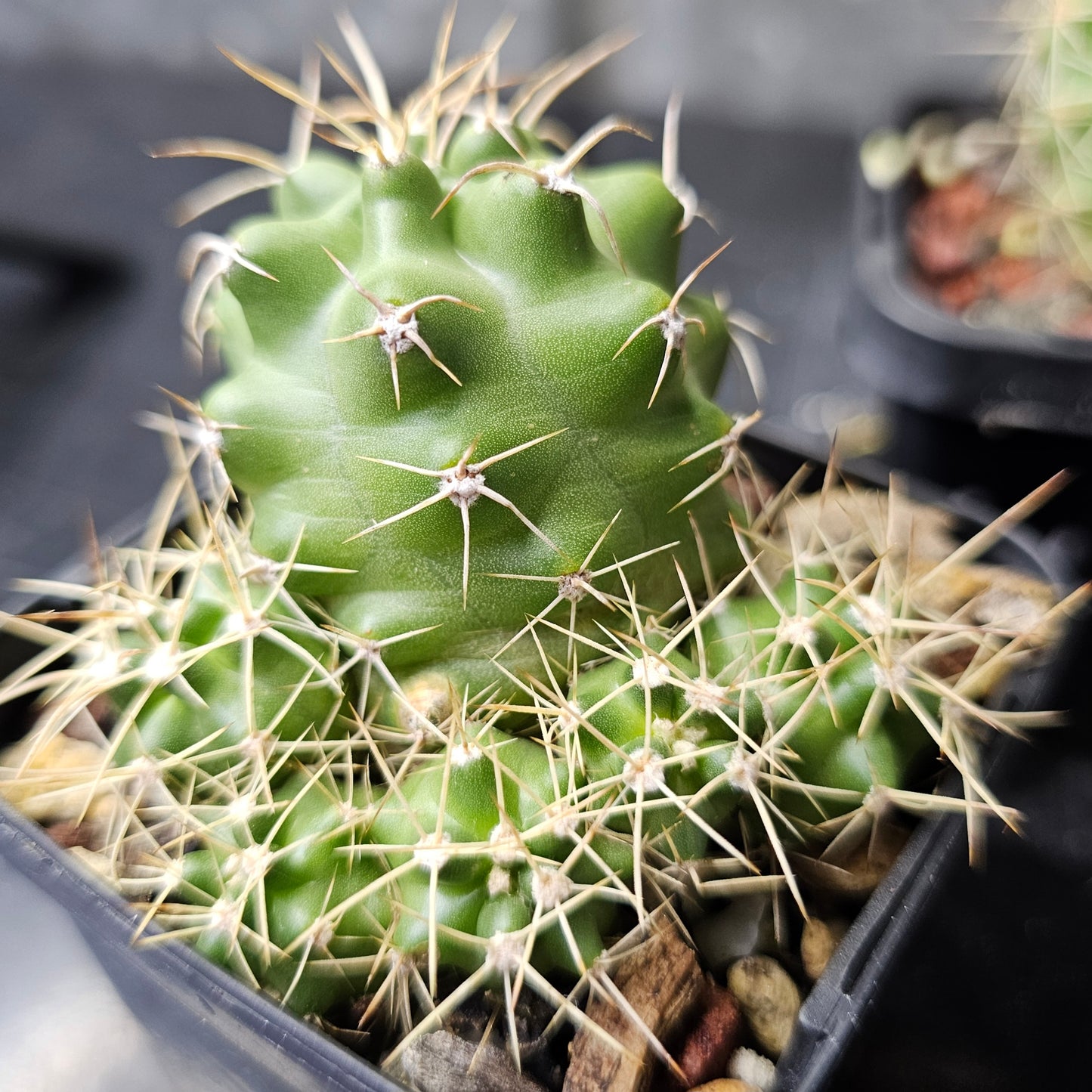 Cactus bundle - 4 plants (Echinocereus)
