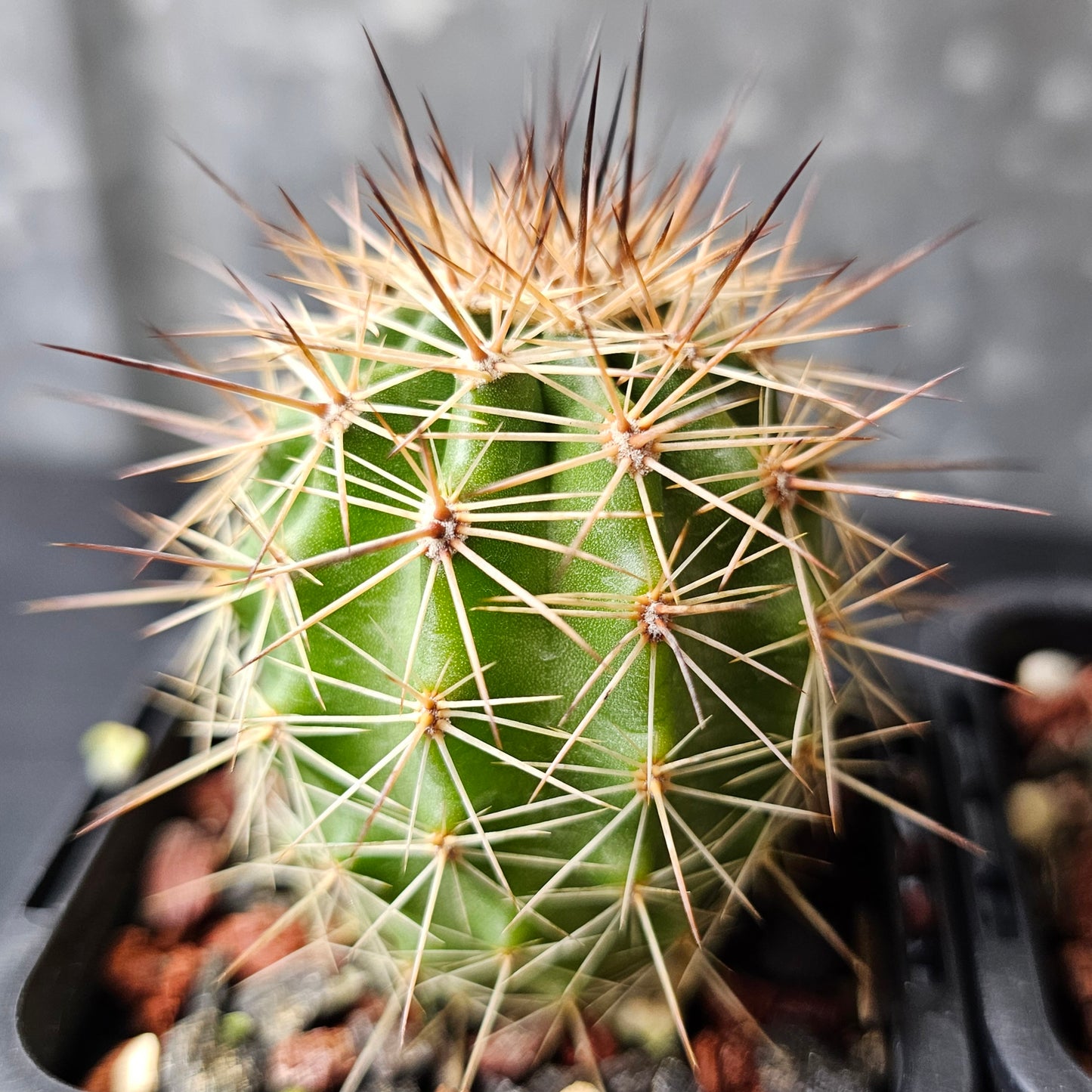 Cactus bundle - 4 plants (Echinocereus)