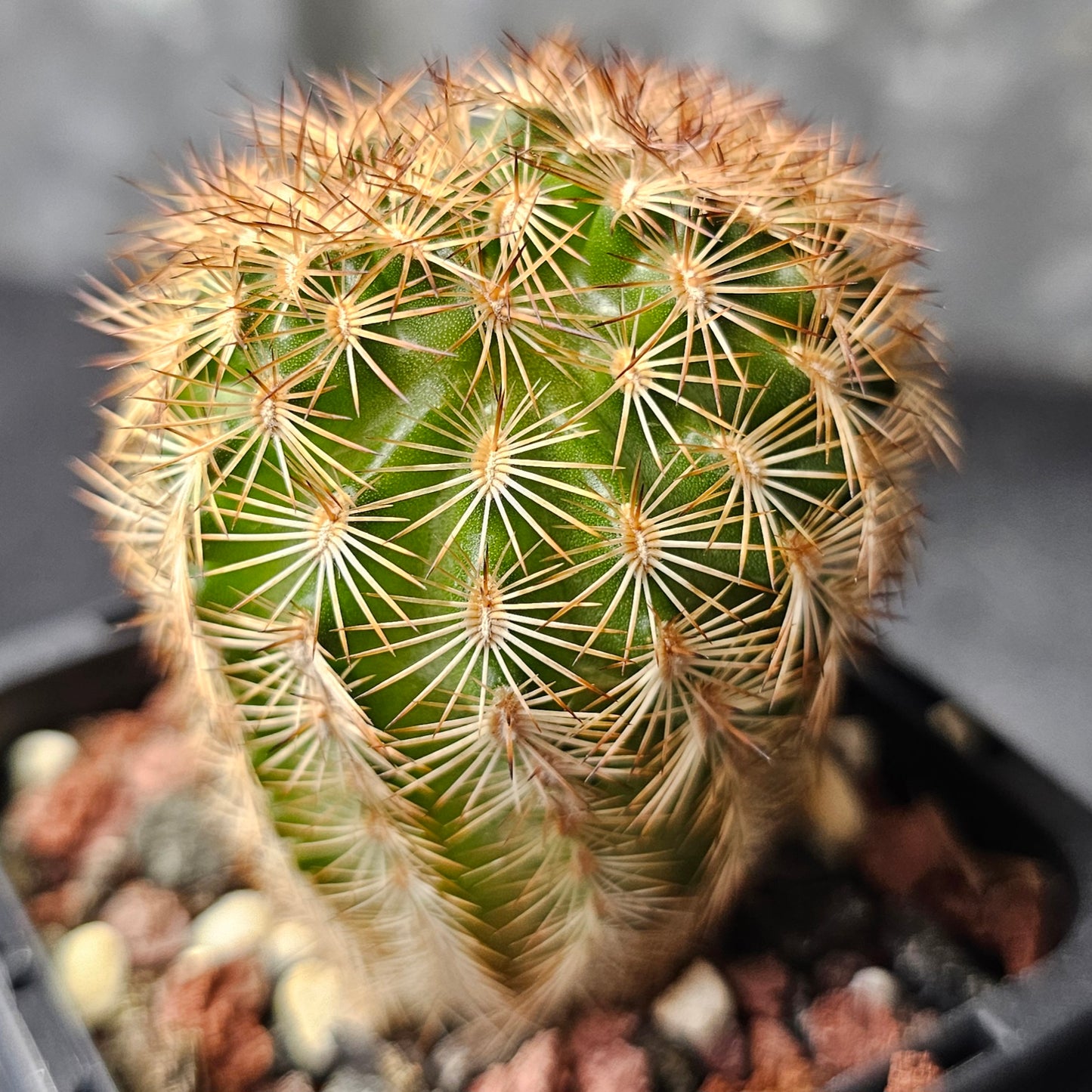 Cactus bundle - 4 plants (Echinocereus)