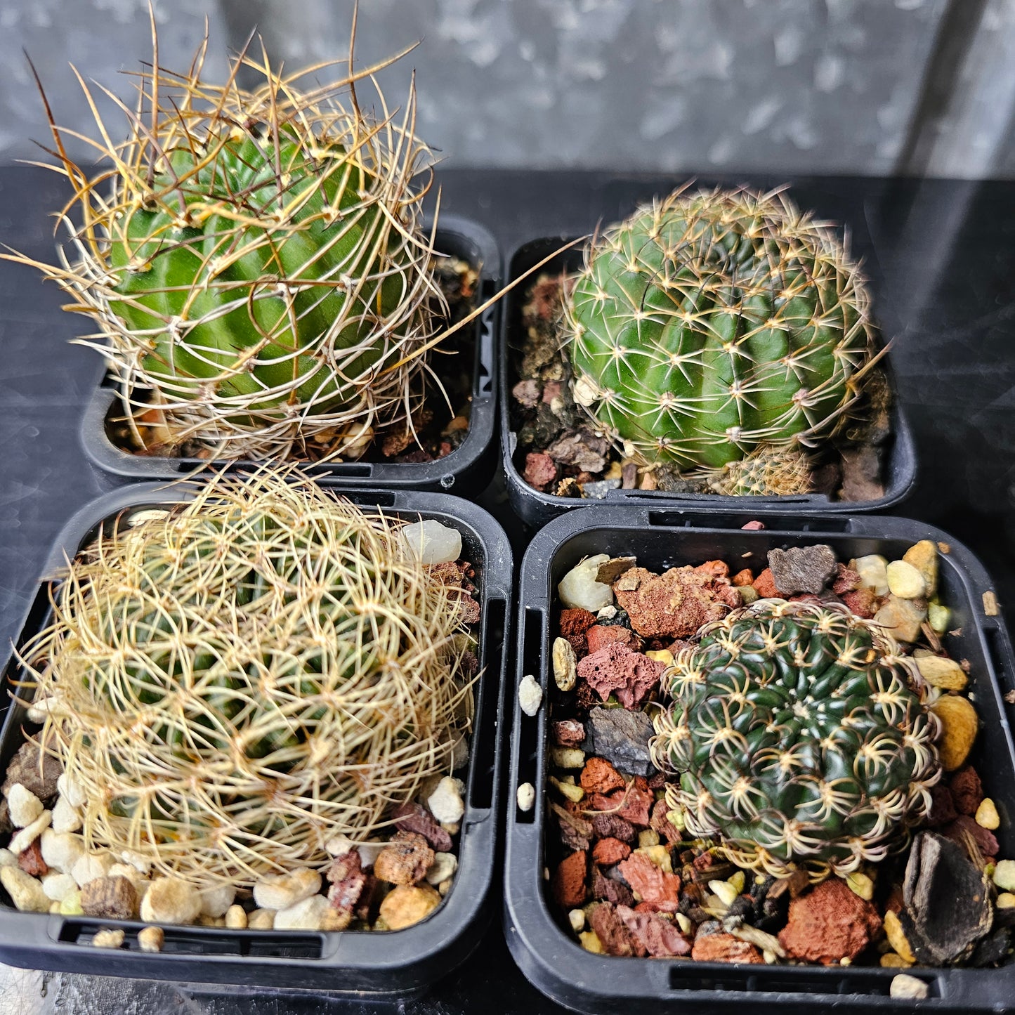 Cactus bundle - 4 plants (Lobivia Pack Hybrid Highlights)