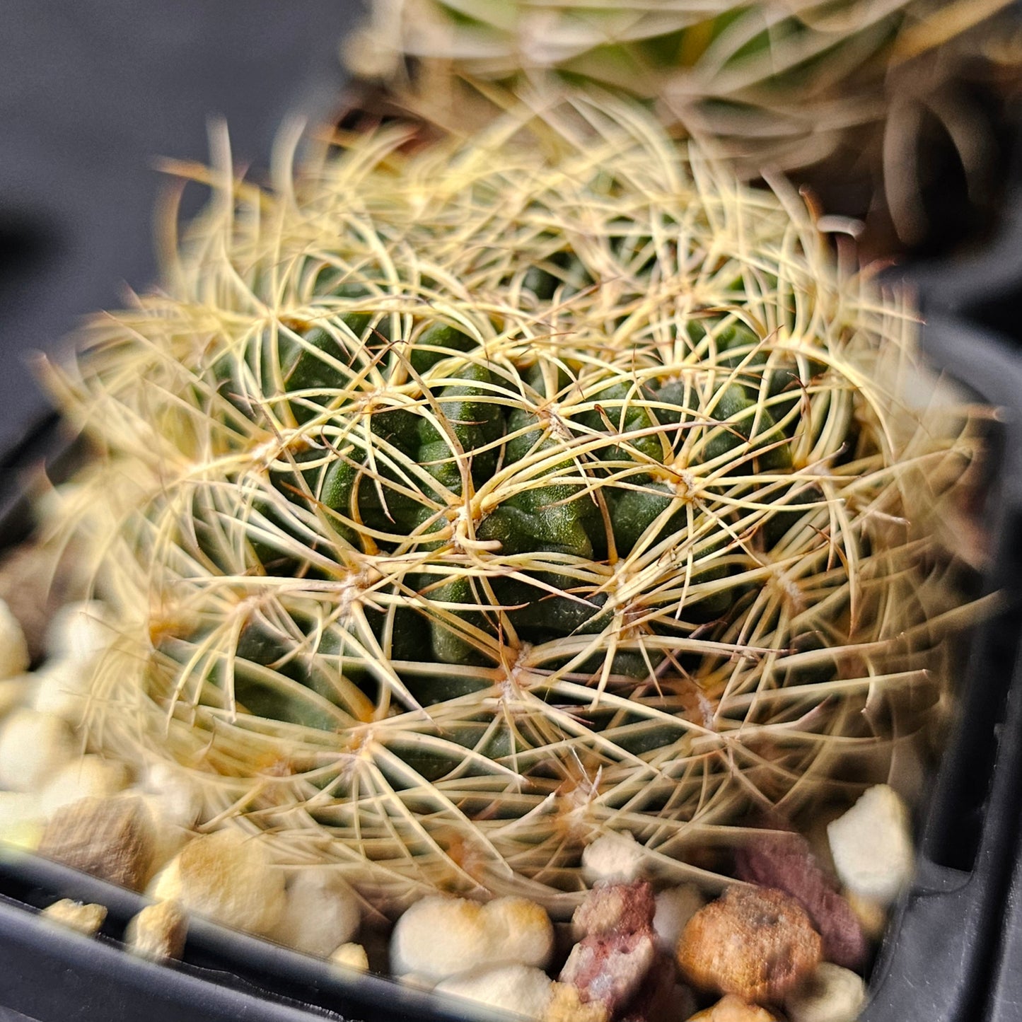 Cactus bundle - 4 plants (Lobivia Pack Hybrid Highlights)