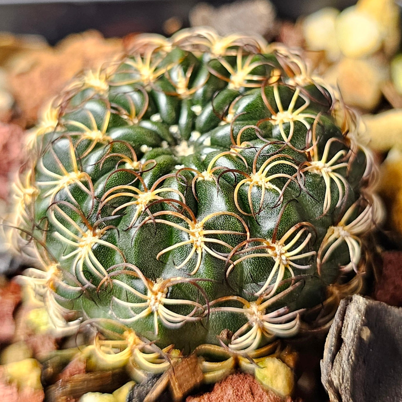 Cactus bundle - 4 plants (Lobivia Pack Hybrid Highlights)