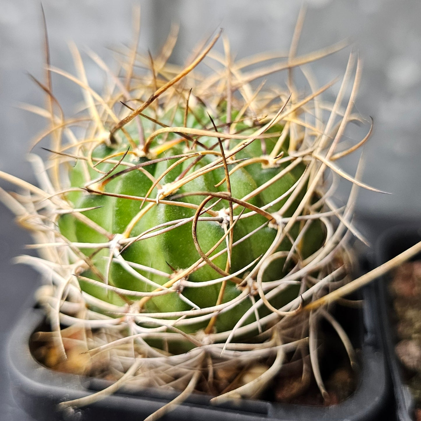 Cactus bundle - 4 plants (Lobivia Pack Hybrid Highlights)