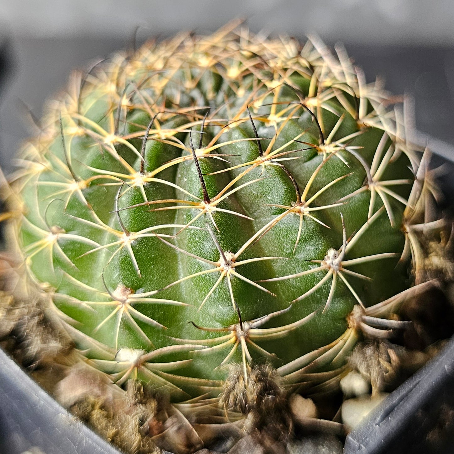 Cactus bundle - 4 plants (Lobivia Pack Hybrid Highlights)