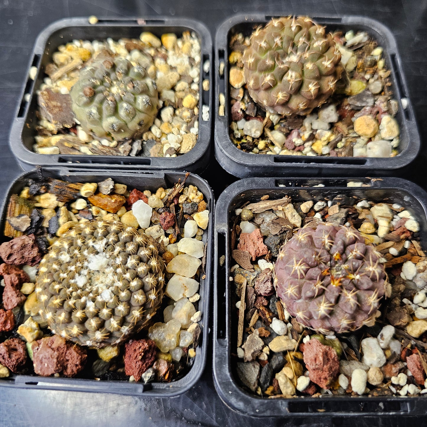 Cactus bundle - 4 plants (Eriosyce Miniatures)