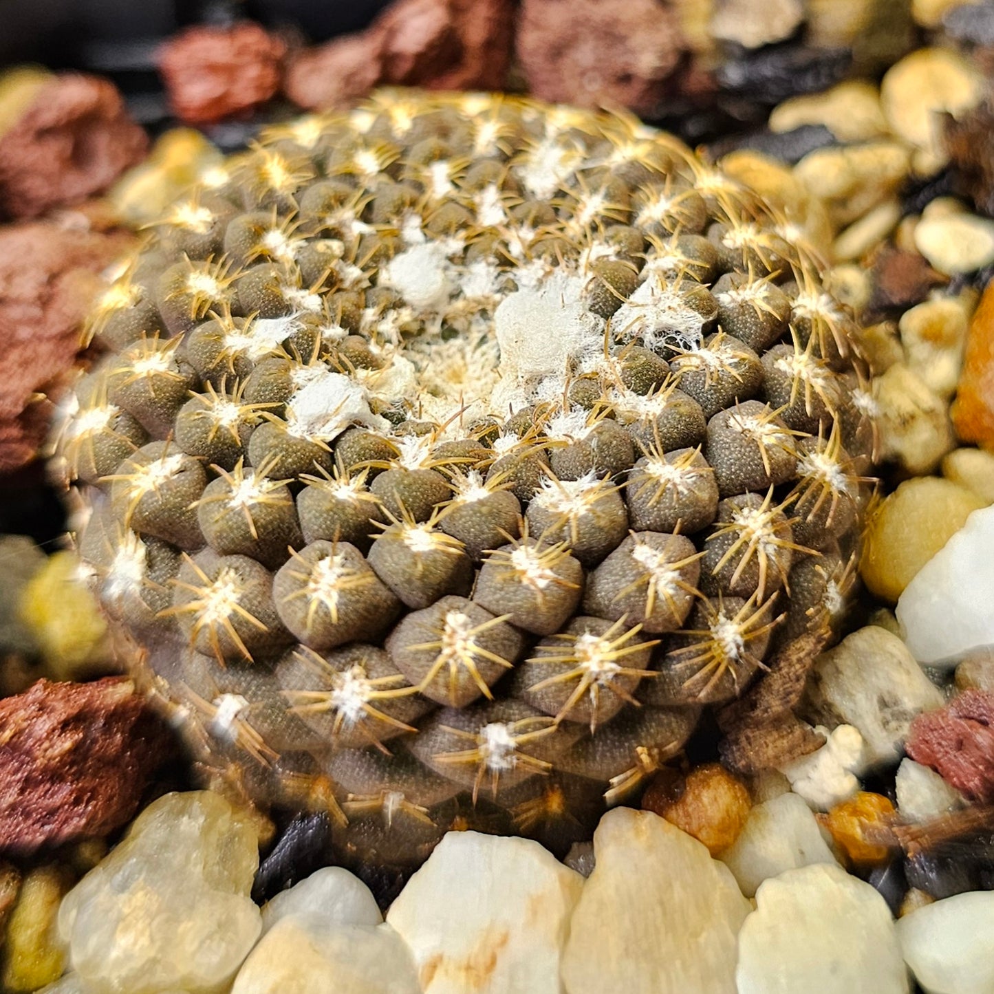 Cactus bundle - 4 plants (Eriosyce Miniatures)