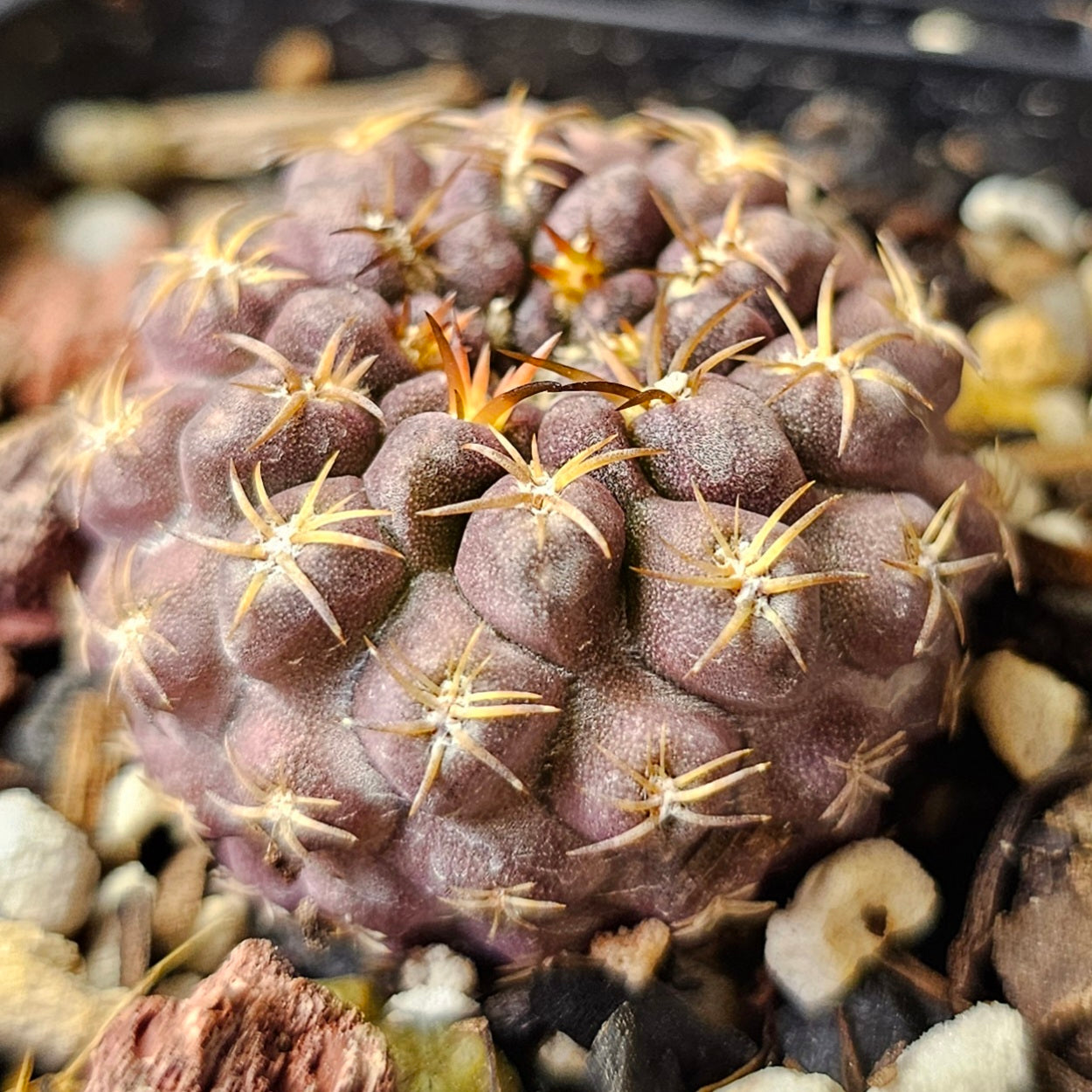 Cactus bundle - 4 plants (Eriosyce Miniatures)