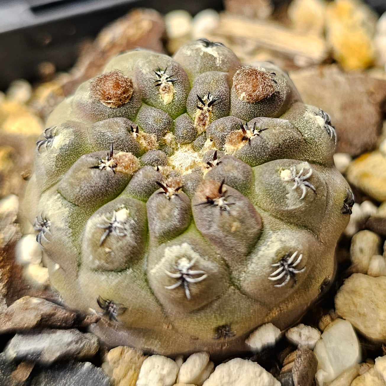 Cactus bundle - 4 plants (Eriosyce Miniatures)