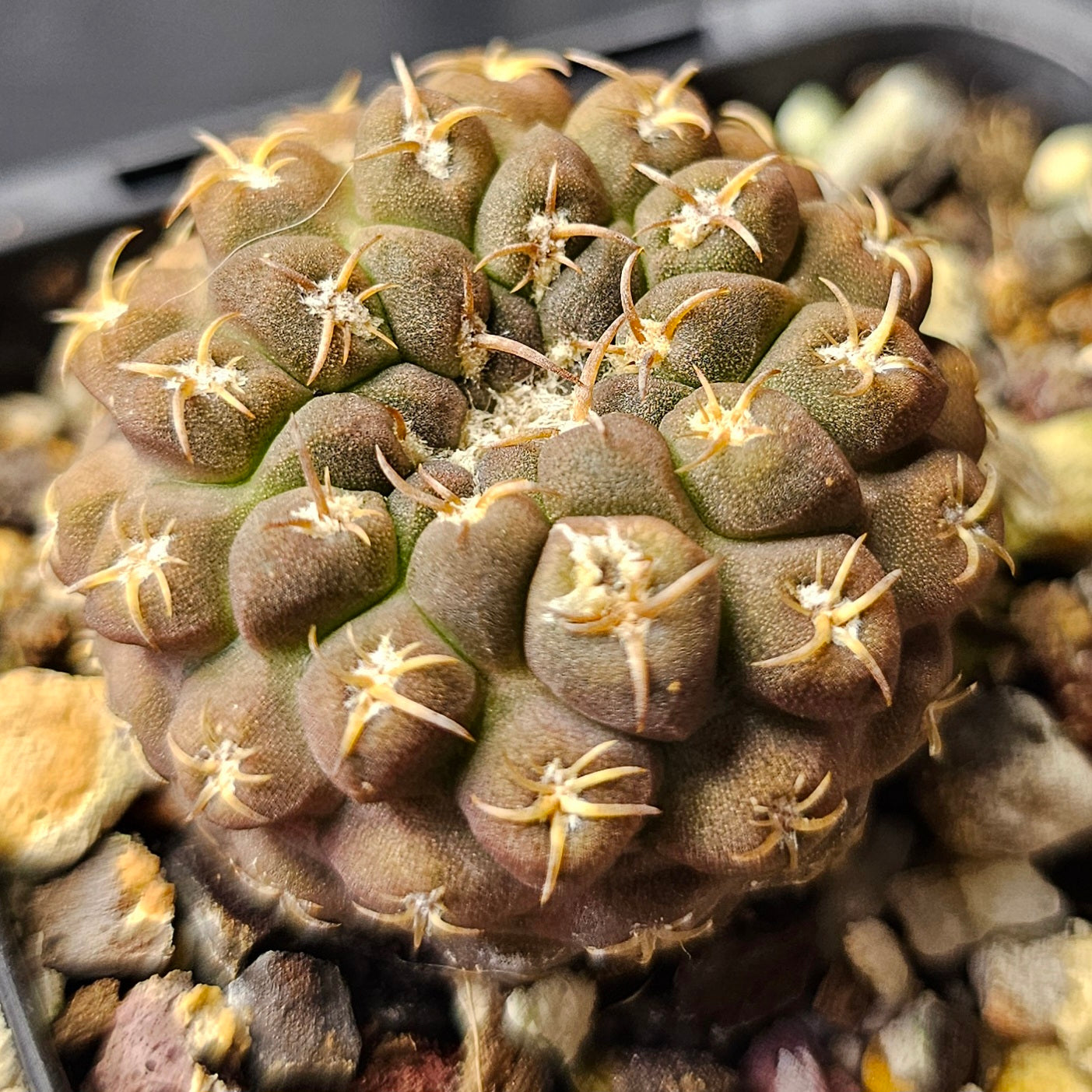 Cactus bundle - 4 plants (Eriosyce Miniatures)