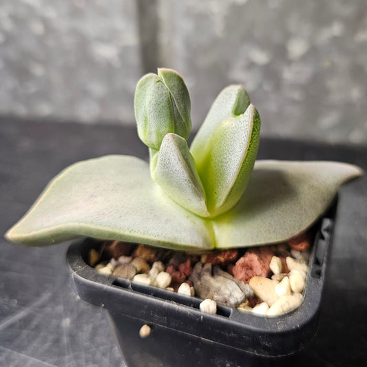 Cheiridopsis peculiaris, seed-grown flowering size succulent with distinctive leaf shape.