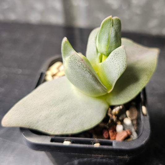 Cheiridopsis peculiaris
