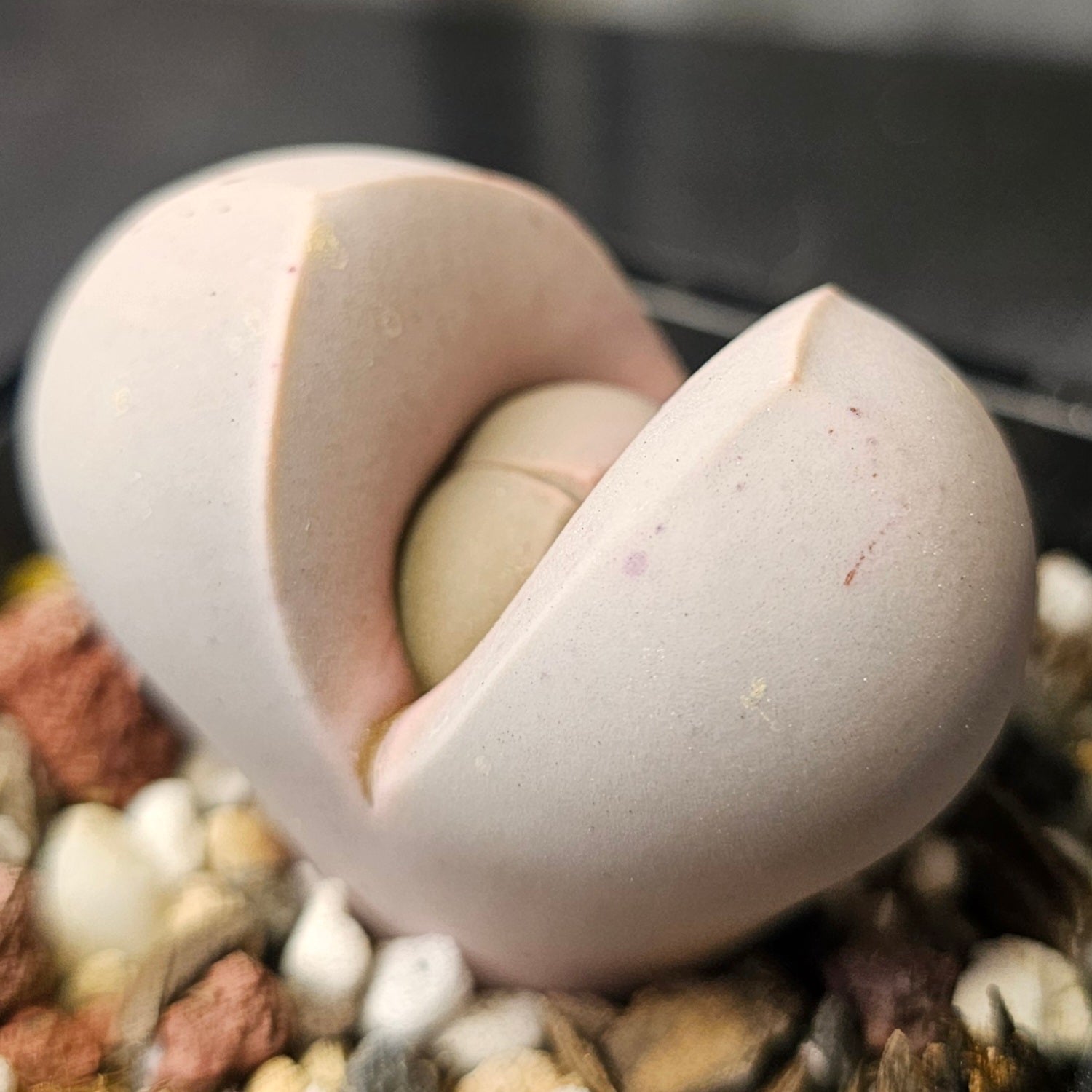 Dinteranthus wilmotianus ssp. impunctatus, seed-grown flowering size succulent with white and soft purple colouring.