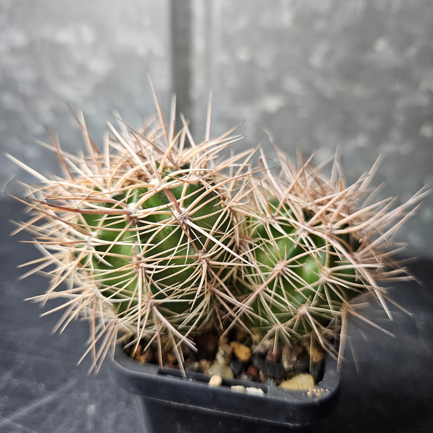 Lobivia crassicaulis