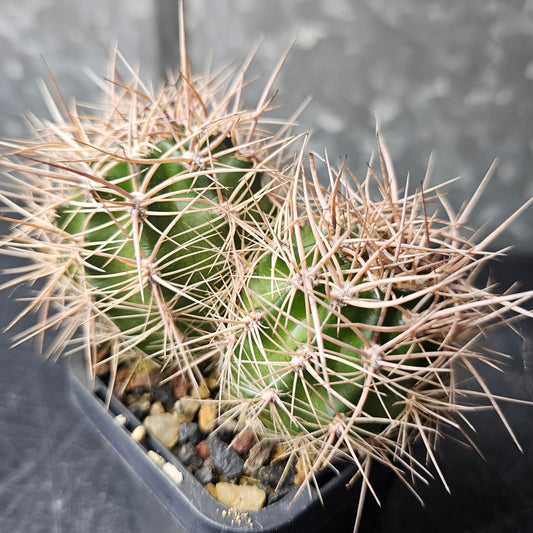 Lobivia crassicaulis, two-headed cactus with feral spines, exact plant pictured.