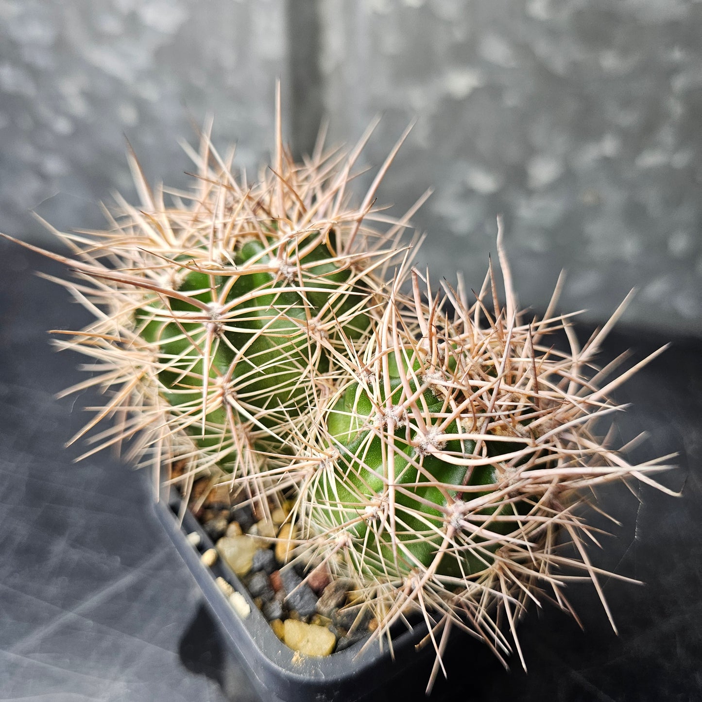 Lobivia crassicaulis