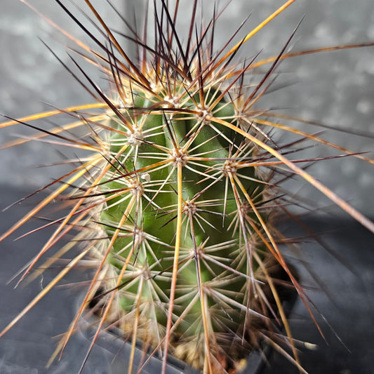 Echinocereus ferrairianus cactus with stout body and outrageous spines, statement piece.