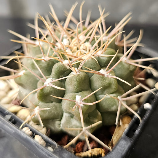 Gymnocalycium intertextum ‘knollii’ CH1083, rare frosty-bodied cactus with excellent spines.