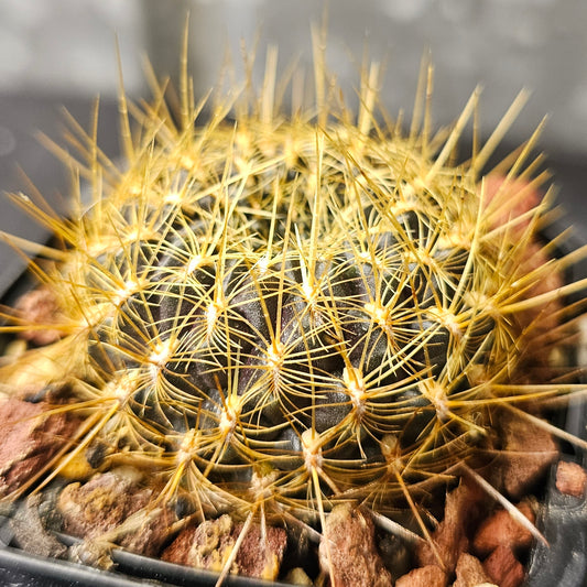 Sulcorebutia oenantha (HS20A), compact cactus with golden spines and profuse blooms.