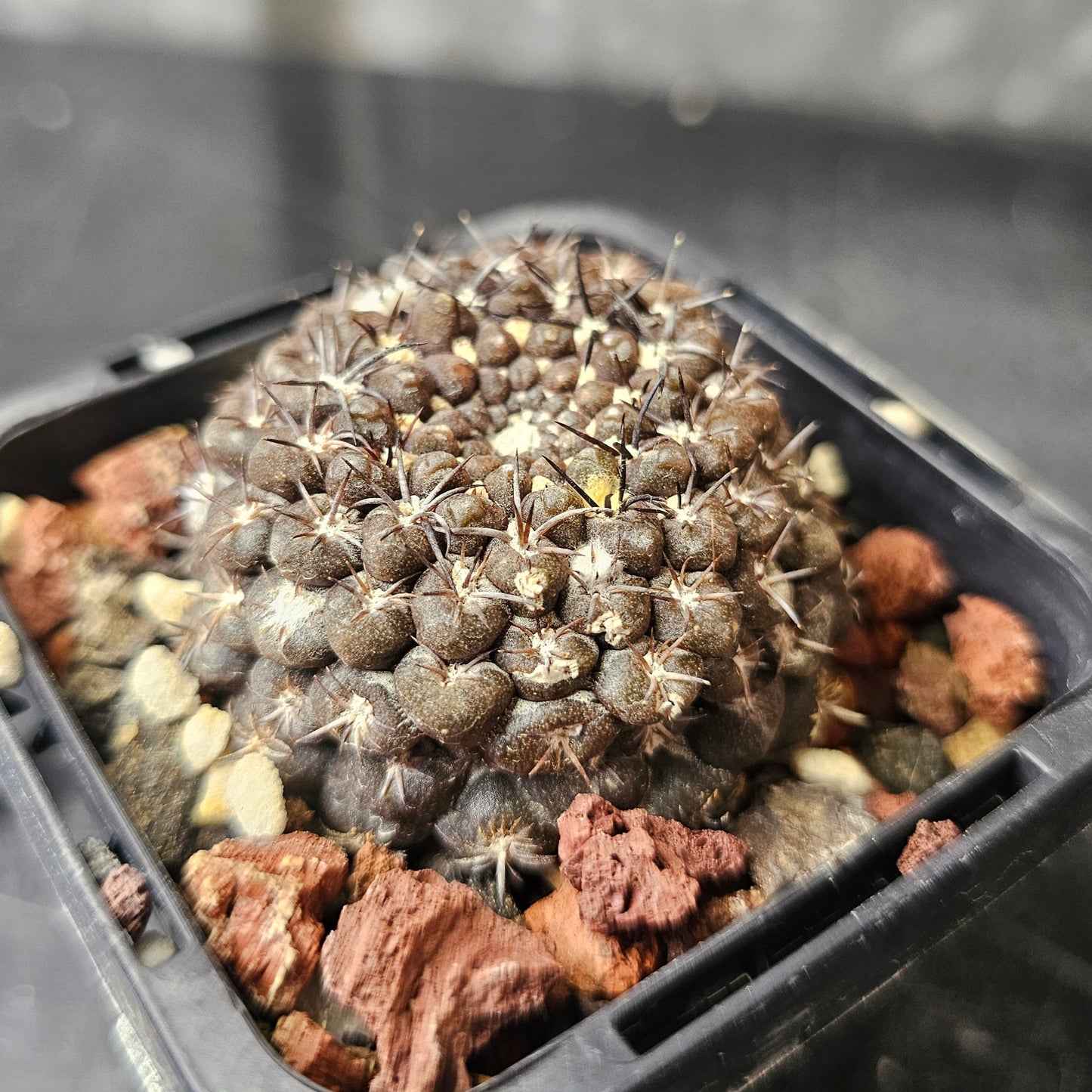 Chileorebutia esmeraldana FR518