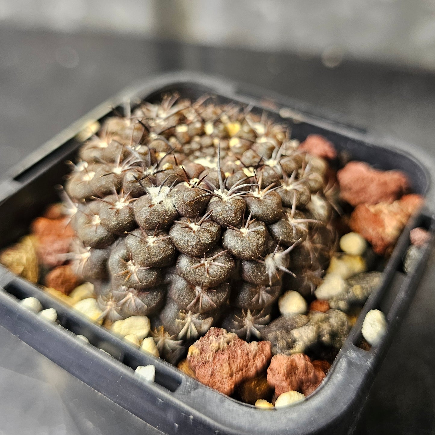 Chileorebutia esmeraldana FR518