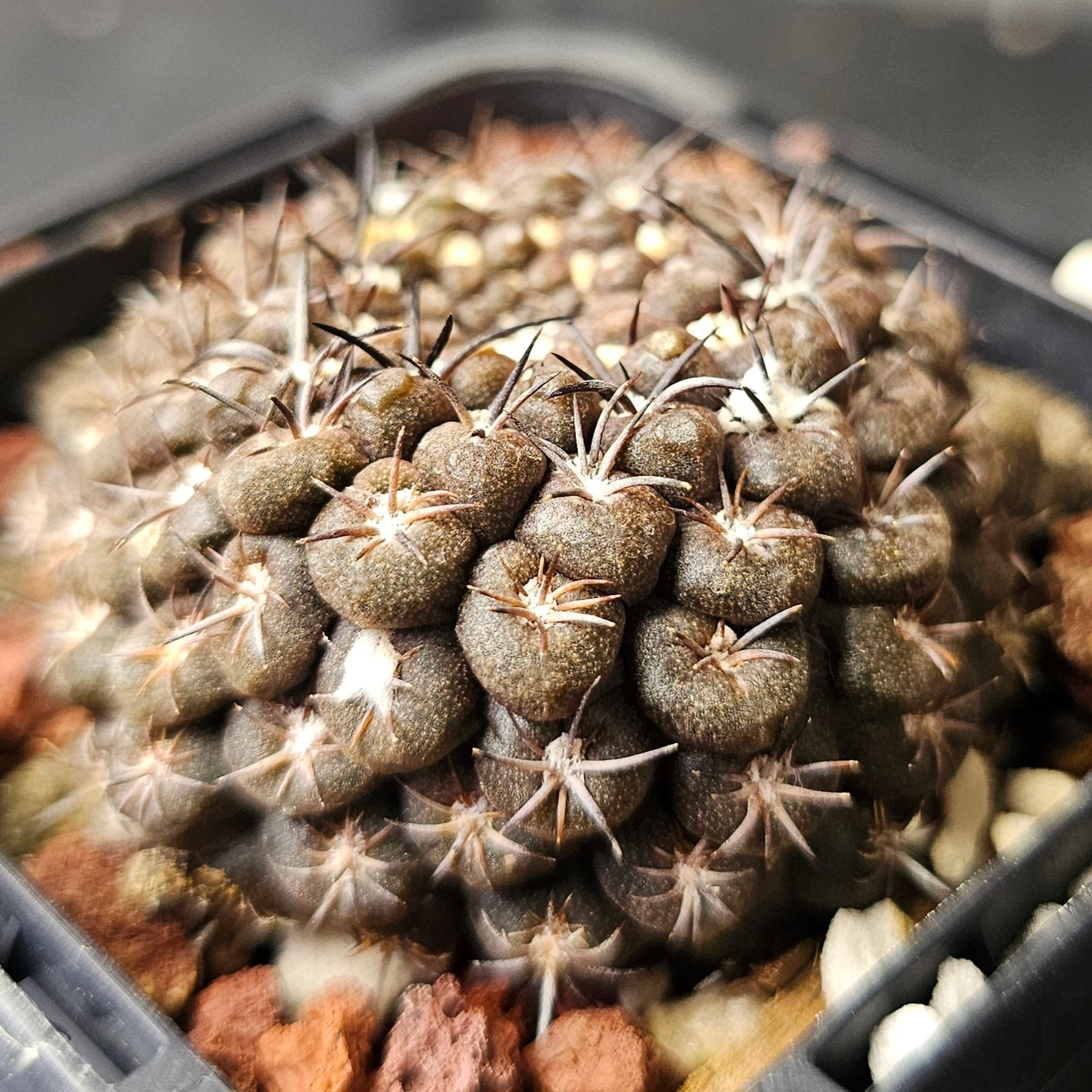 Chileorebutia esmeraldana FR518, select form with dark body and small spines, miniature cactus.