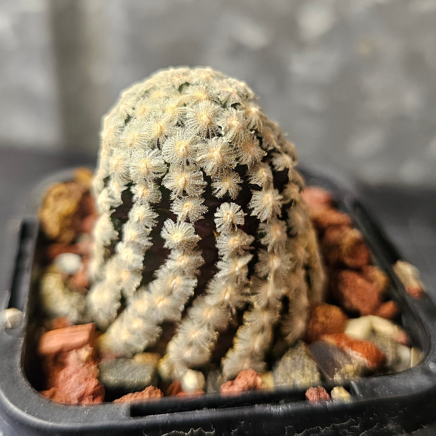 Mammillaria theresae