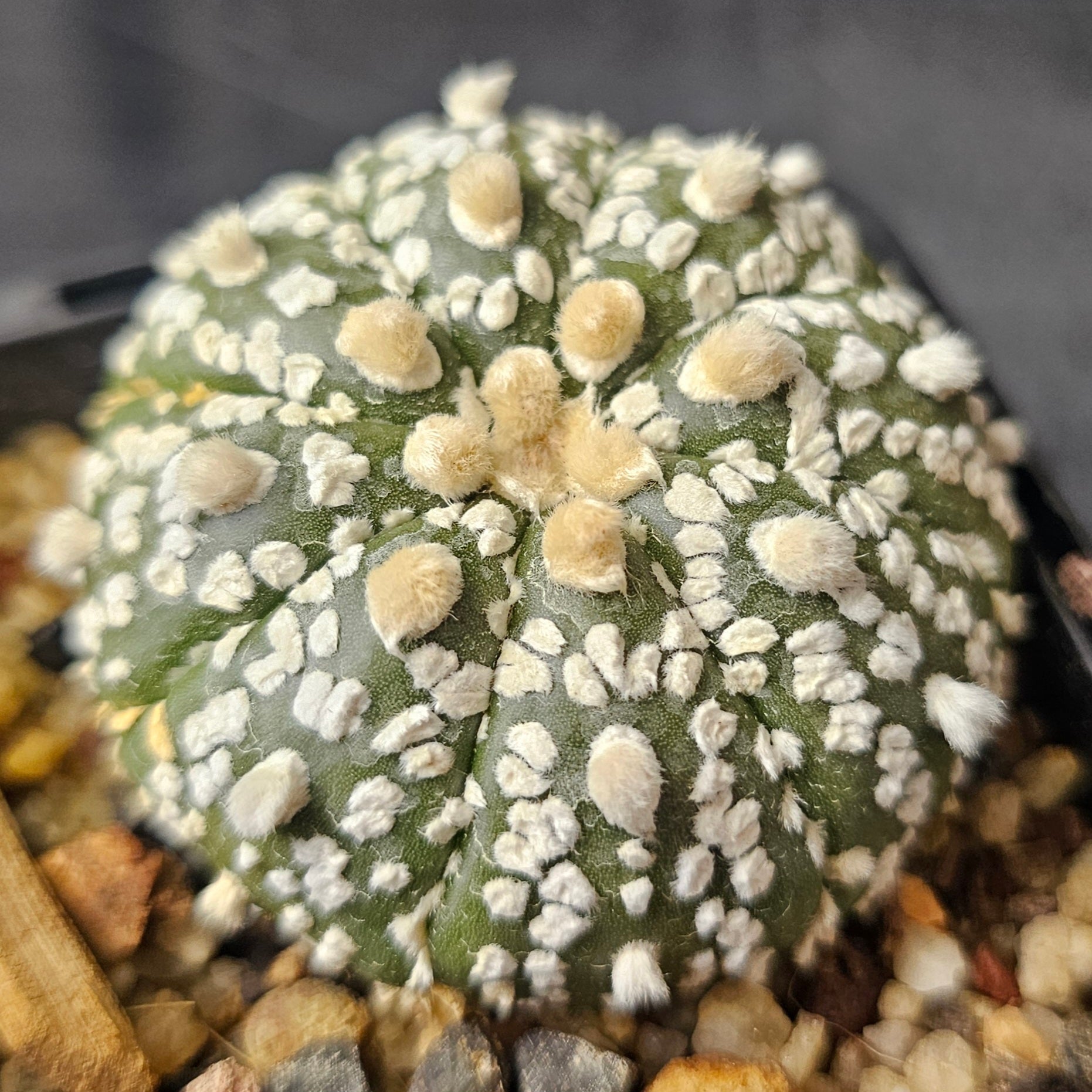 Astrophytum asterias, star cactus with white flocking and large wool tufts, seed grown from Spine City seed.