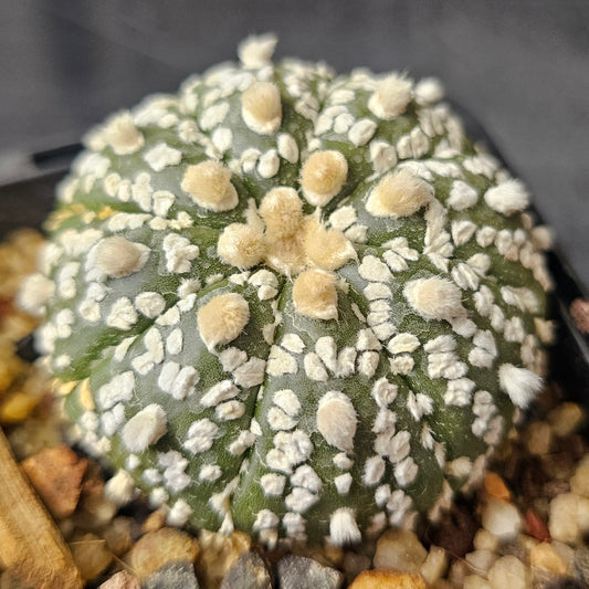 Astrophytum asterias, star cactus with white flocking and large wool tufts, seed grown from Spine City seed.