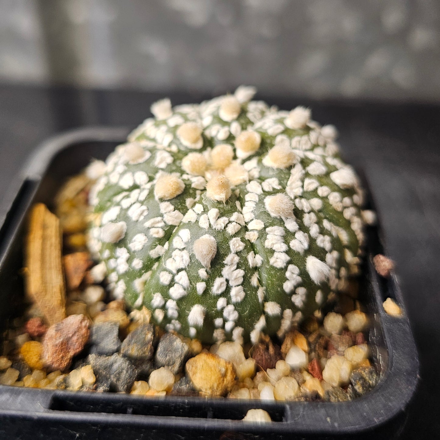 Astrophytum asterias