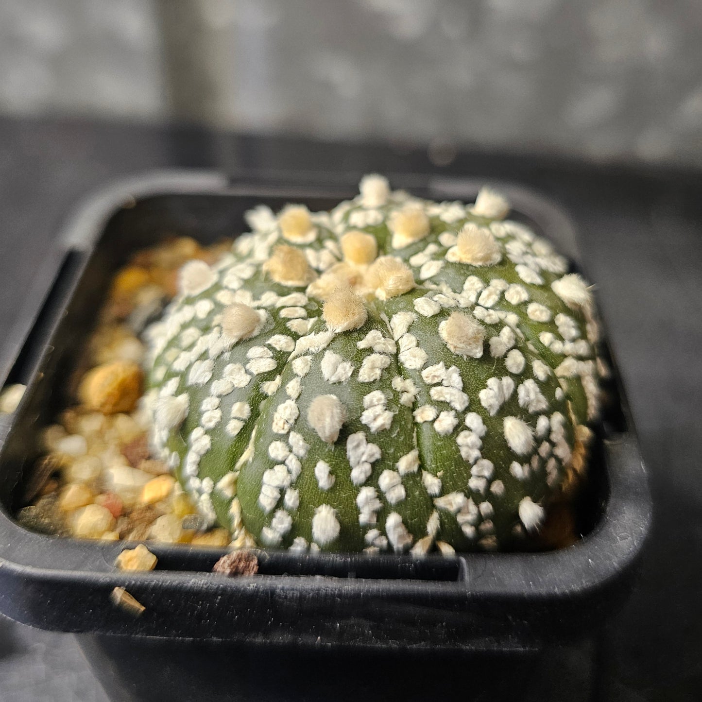 Astrophytum asterias