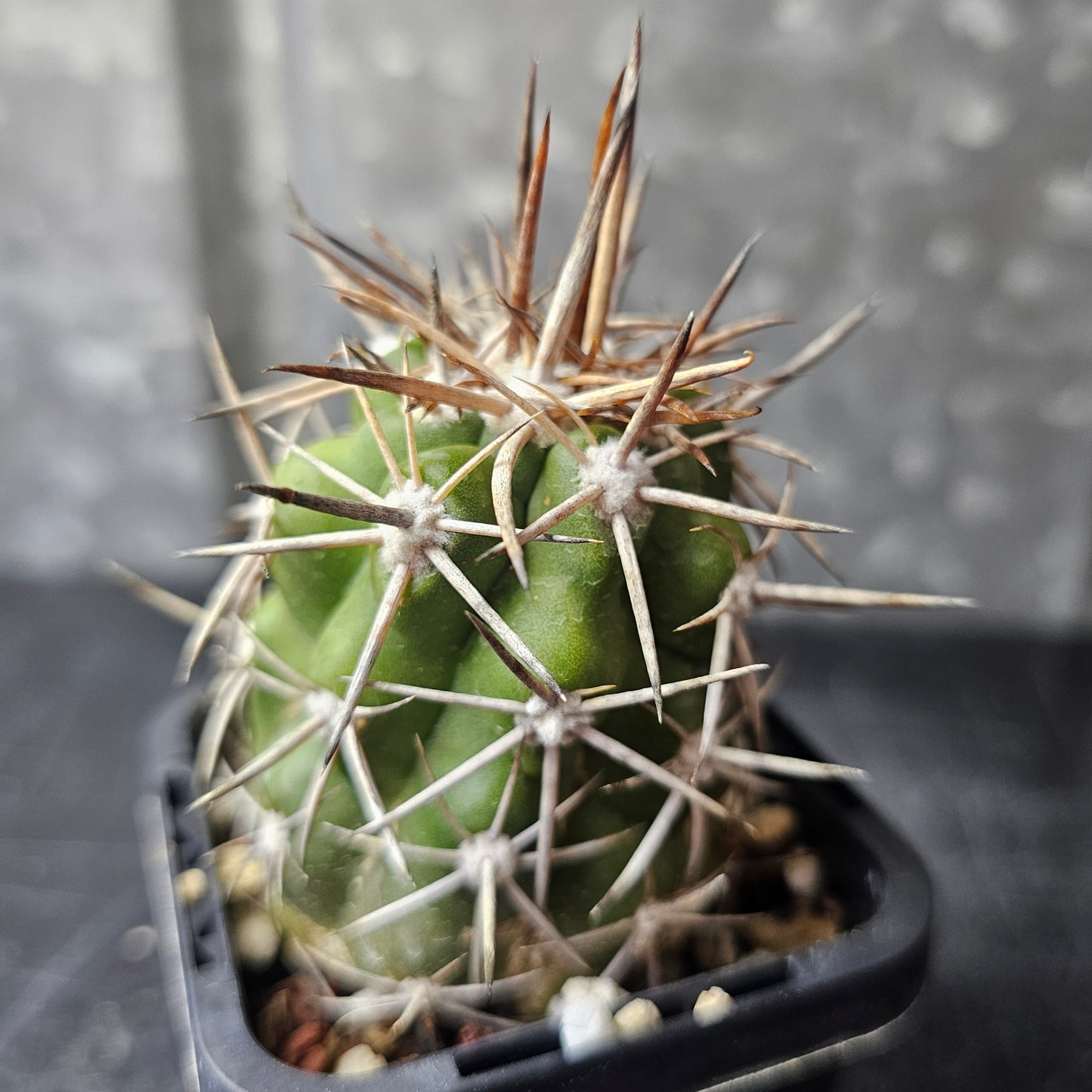 Copiapoa alticostata